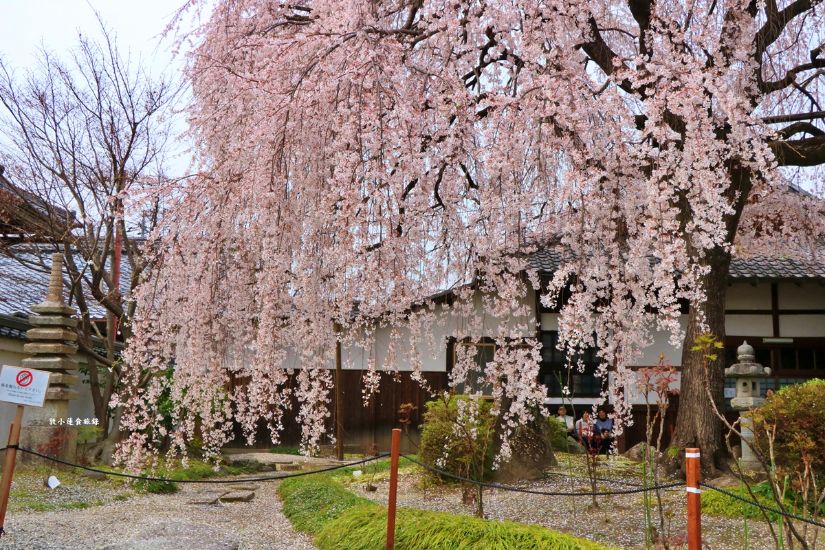 【京都日本】本滿寺‧室町時代創立的古寺,本滿寺90年樹齡的枝垂櫻,粉嫩櫻花隨風搖曳 - 第9張圖 【京都日本】本滿寺‧室町時代創立的古寺,本滿寺90年樹齡的枝垂櫻,粉嫩櫻花隨風搖曳