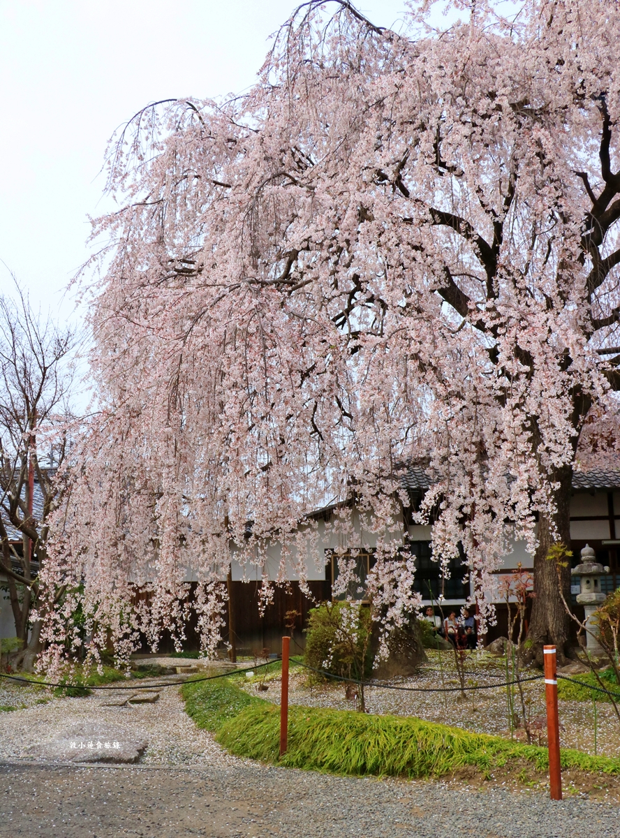 【京都日本】本滿寺‧室町時代創立的古寺,本滿寺90年樹齡的枝垂櫻,粉嫩櫻花隨風搖曳 - 第12張圖 【京都日本】本滿寺‧室町時代創立的古寺,本滿寺90年樹齡的枝垂櫻,粉嫩櫻花隨風搖曳