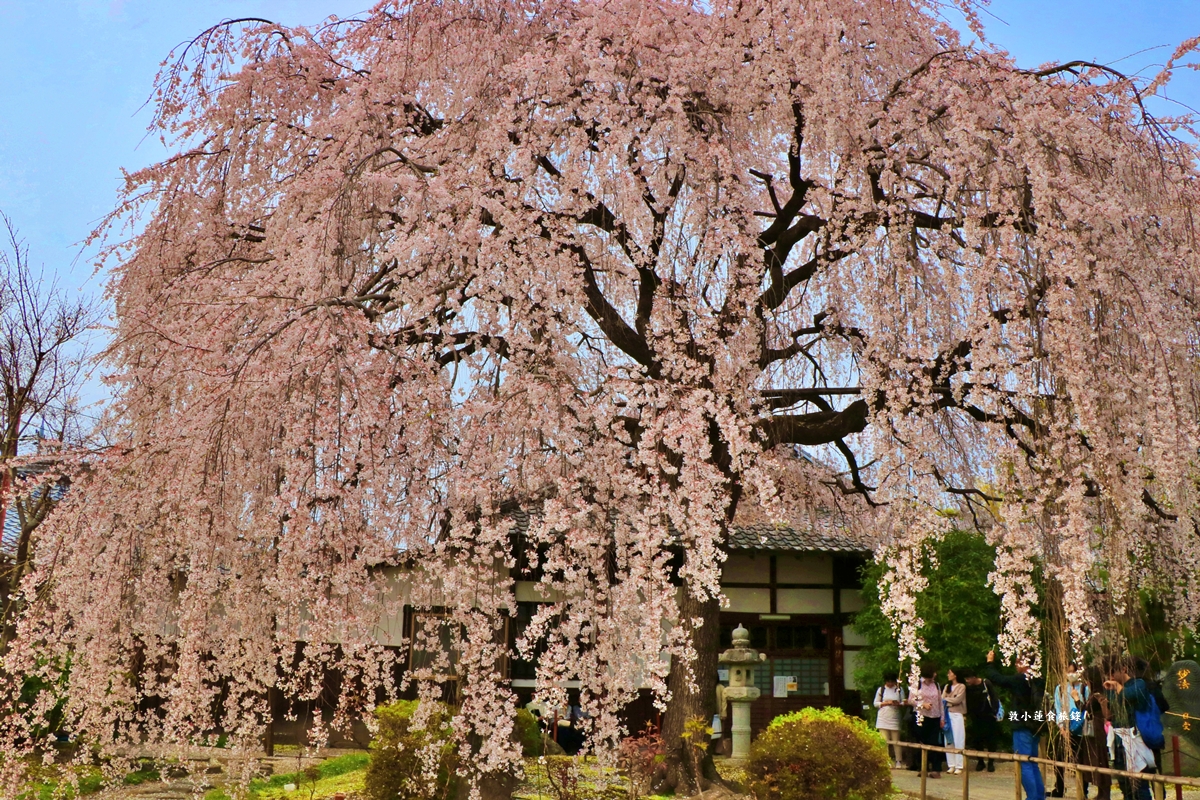 【京都日本】本滿寺‧室町時代創立的古寺,本滿寺90年樹齡的枝垂櫻,粉嫩櫻花隨風搖曳 - 第1張圖 【京都日本】本滿寺‧室町時代創立的古寺,本滿寺90年樹齡的枝垂櫻,粉嫩櫻花隨風搖曳