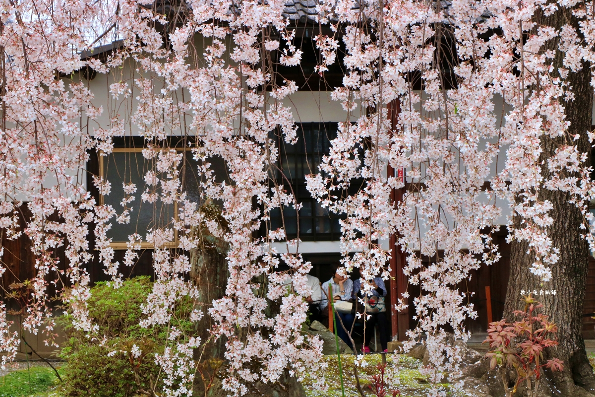 【京都日本】本滿寺‧室町時代創立的古寺,本滿寺90年樹齡的枝垂櫻,粉嫩櫻花隨風搖曳 - 第14張圖 【京都日本】本滿寺‧室町時代創立的古寺,本滿寺90年樹齡的枝垂櫻,粉嫩櫻花隨風搖曳
