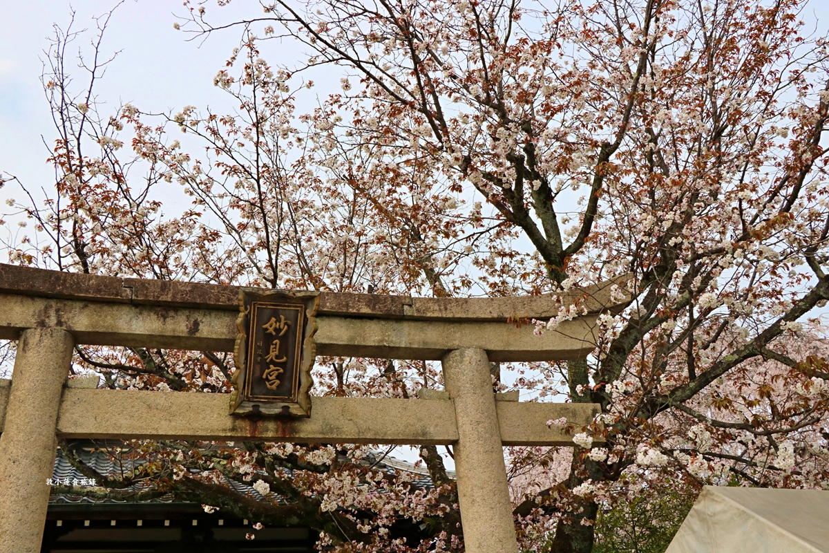 【京都日本】本滿寺‧室町時代創立的古寺,本滿寺90年樹齡的枝垂櫻,粉嫩櫻花隨風搖曳 - 第17張圖 【京都日本】本滿寺‧室町時代創立的古寺,本滿寺90年樹齡的枝垂櫻,粉嫩櫻花隨風搖曳