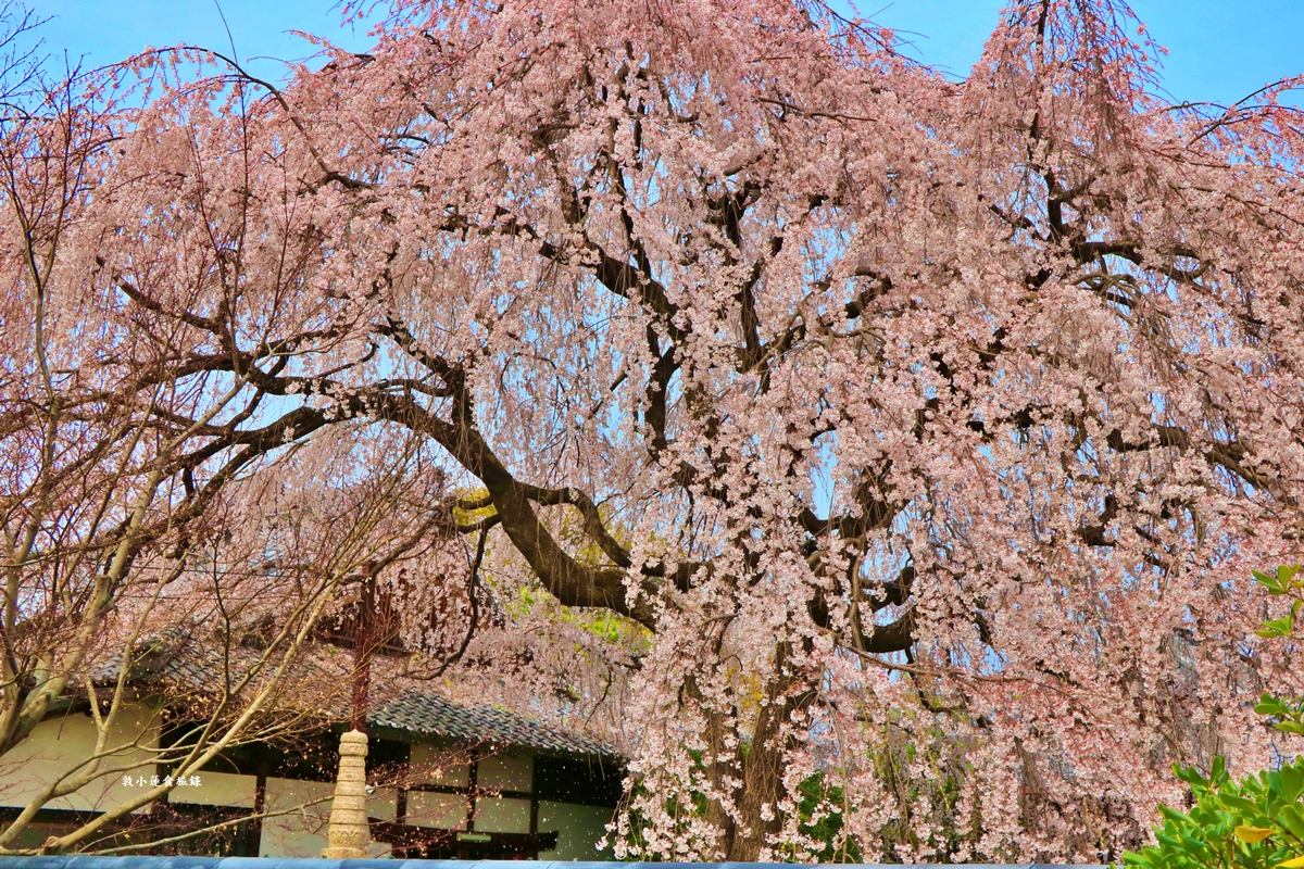 【京都日本】本滿寺‧室町時代創立的古寺,本滿寺90年樹齡的枝垂櫻,粉嫩櫻花隨風搖曳 - 第18張圖 【京都日本】本滿寺‧室町時代創立的古寺,本滿寺90年樹齡的枝垂櫻,粉嫩櫻花隨風搖曳