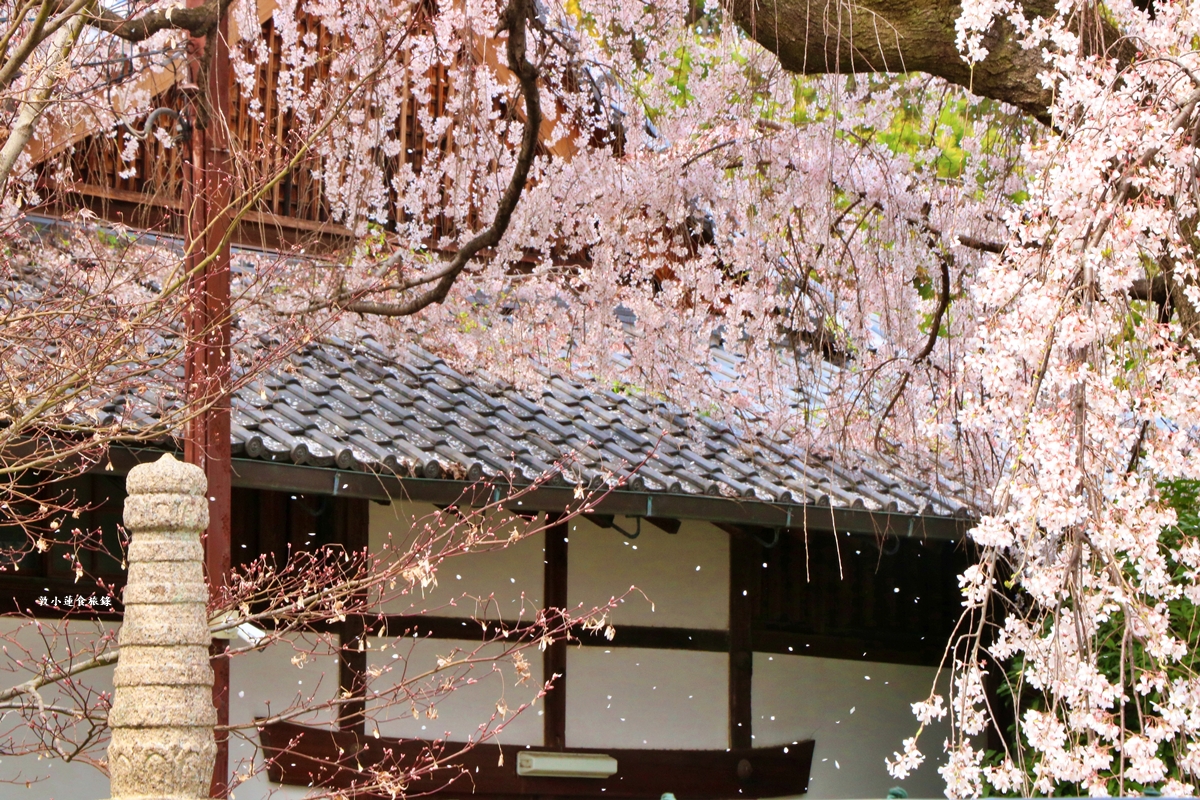 【京都日本】本滿寺‧室町時代創立的古寺,本滿寺90年樹齡的枝垂櫻,粉嫩櫻花隨風搖曳 - 第19張圖 【京都日本】本滿寺‧室町時代創立的古寺,本滿寺90年樹齡的枝垂櫻,粉嫩櫻花隨風搖曳