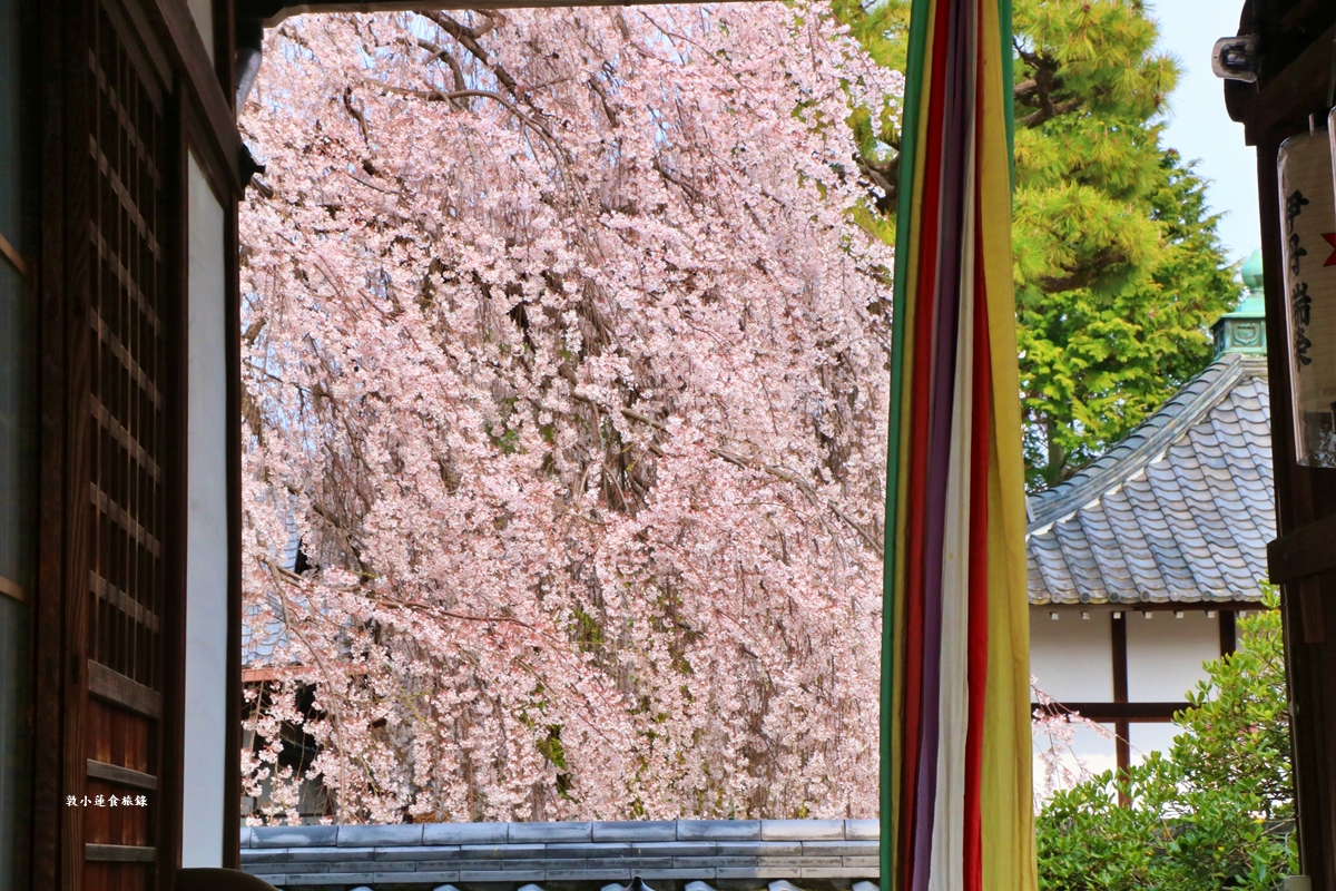 【京都日本】本滿寺‧室町時代創立的古寺,本滿寺90年樹齡的枝垂櫻,粉嫩櫻花隨風搖曳 - 第21張圖 【京都日本】本滿寺‧室町時代創立的古寺,本滿寺90年樹齡的枝垂櫻,粉嫩櫻花隨風搖曳