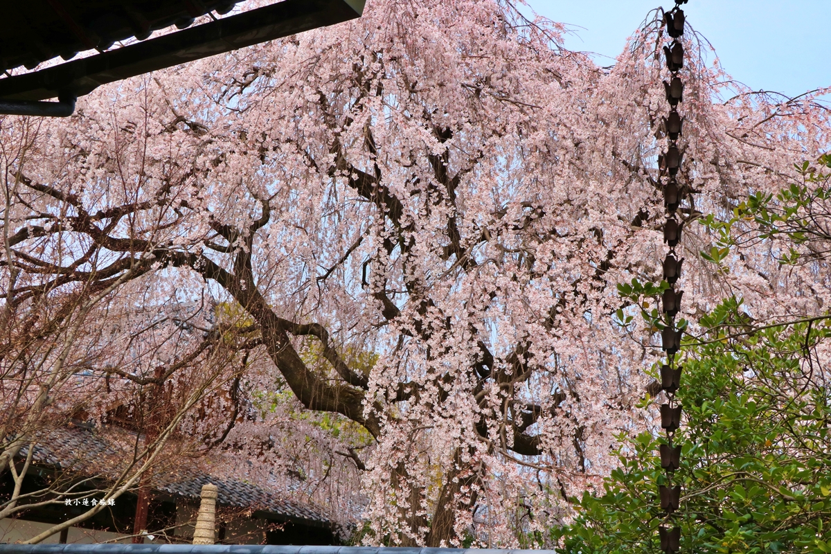 【京都日本】本滿寺‧室町時代創立的古寺,本滿寺90年樹齡的枝垂櫻,粉嫩櫻花隨風搖曳 - 第22張圖 【京都日本】本滿寺‧室町時代創立的古寺,本滿寺90年樹齡的枝垂櫻,粉嫩櫻花隨風搖曳