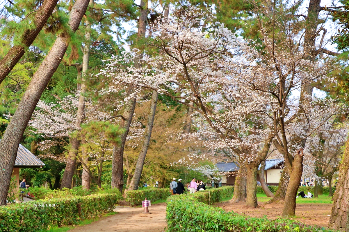 【日本京都】京都御苑 ‧天皇御所，歷代500年天皇居住的皇家公園，免費觀園賞櫻、賞楓