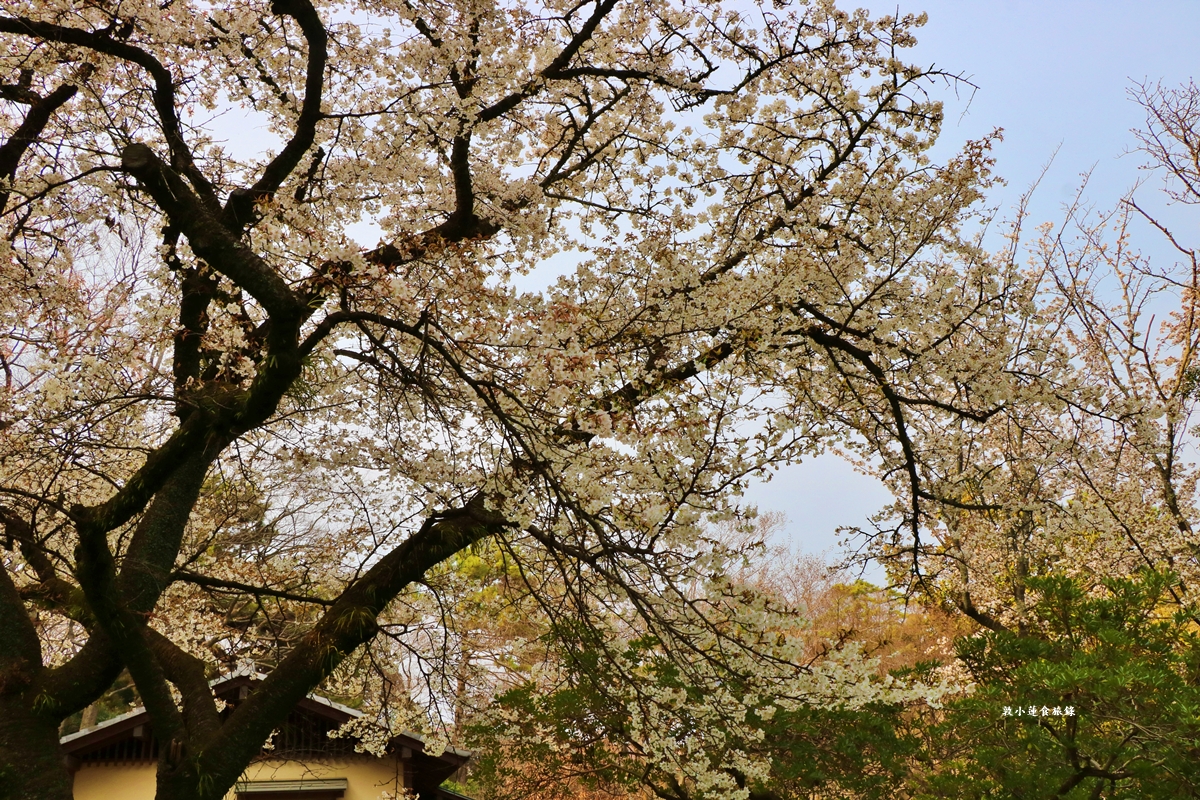 【日本京都】京都御苑 ‧天皇御所，歷代500年天皇居住的皇家公園，免費觀園賞櫻、賞楓