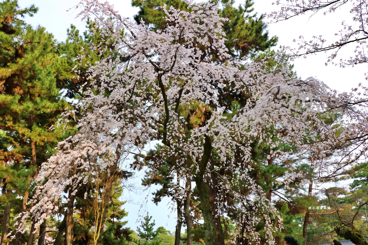 【日本京都】京都御苑 ‧天皇御所，歷代500年天皇居住的皇家公園，免費觀園賞櫻、賞楓