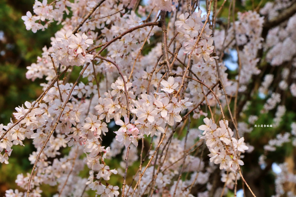 【日本京都】京都御苑 ‧天皇御所，歷代500年天皇居住的皇家公園，免費觀園賞櫻、賞楓