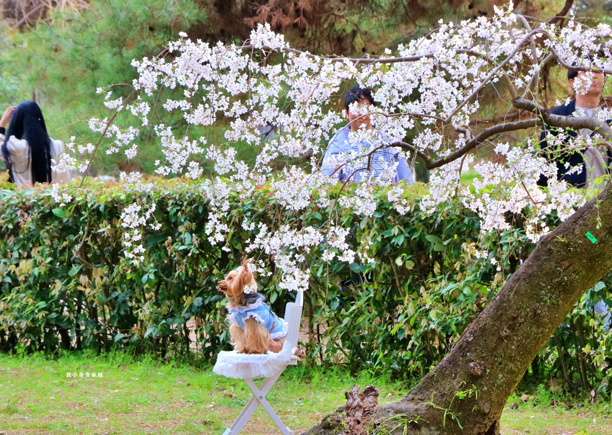 【日本京都】京都御苑 ‧天皇御所，歷代500年天皇居住的皇家公園，免費觀園賞櫻、賞楓