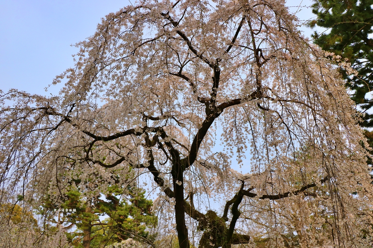 【日本京都】京都御苑 ‧天皇御所，歷代500年天皇居住的皇家公園，免費觀園賞櫻、賞楓