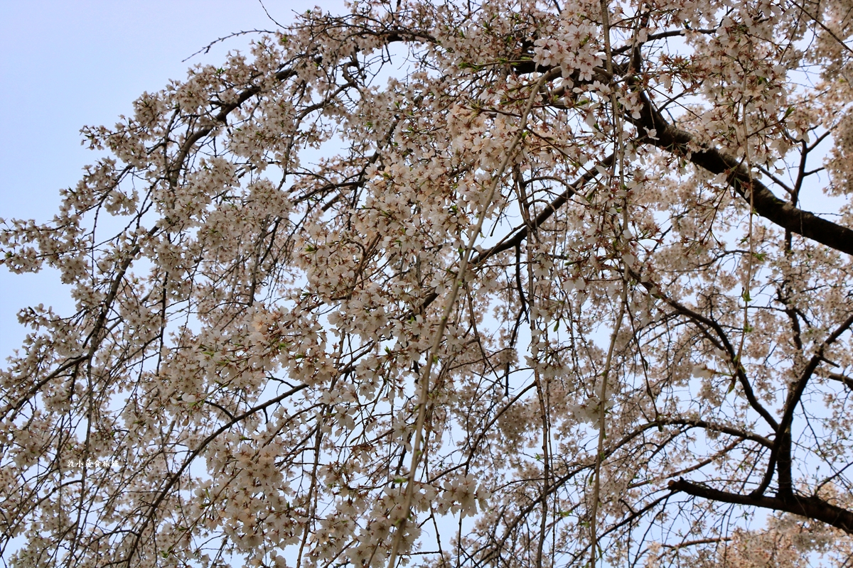 【日本京都】京都御苑 ‧天皇御所，歷代500年天皇居住的皇家公園，免費觀園賞櫻、賞楓