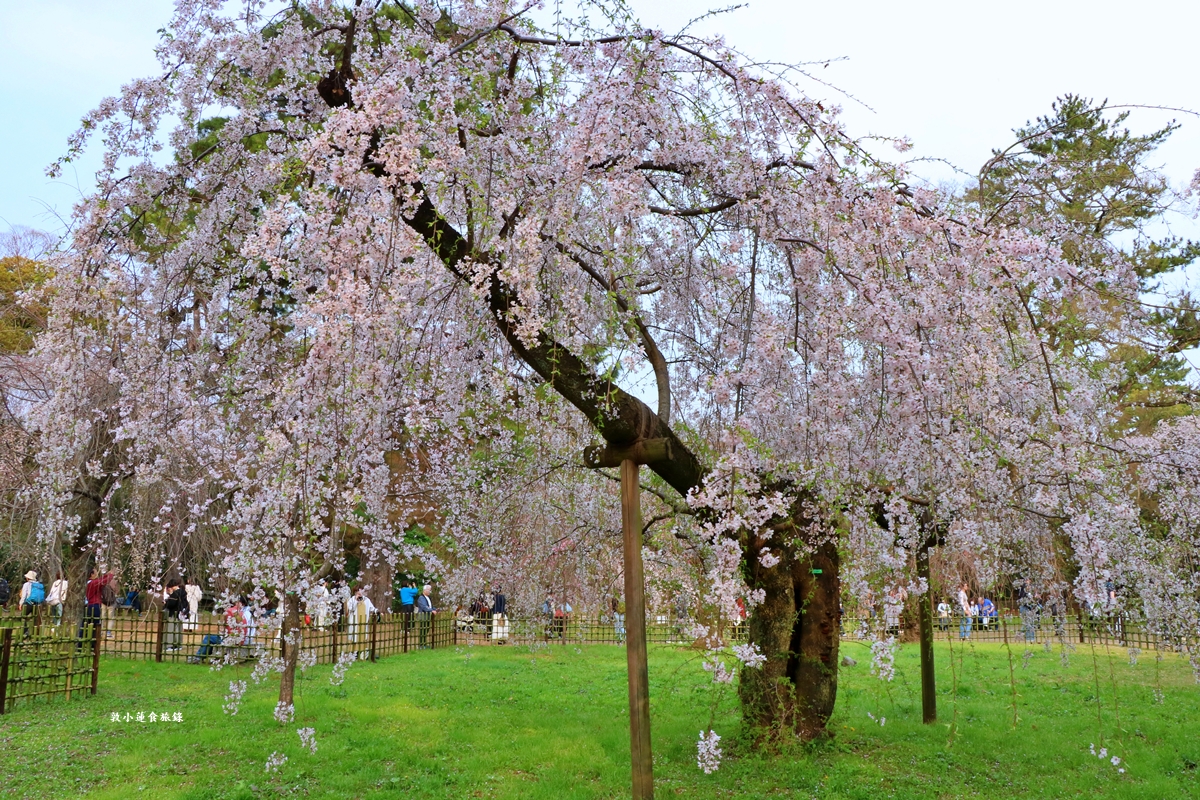 【日本京都】京都御苑 ‧天皇御所，歷代500年天皇居住的皇家公園，免費觀園賞櫻、賞楓