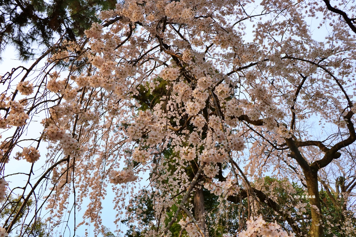 【日本京都】京都御苑 ‧天皇御所，歷代500年天皇居住的皇家公園，免費觀園賞櫻、賞楓