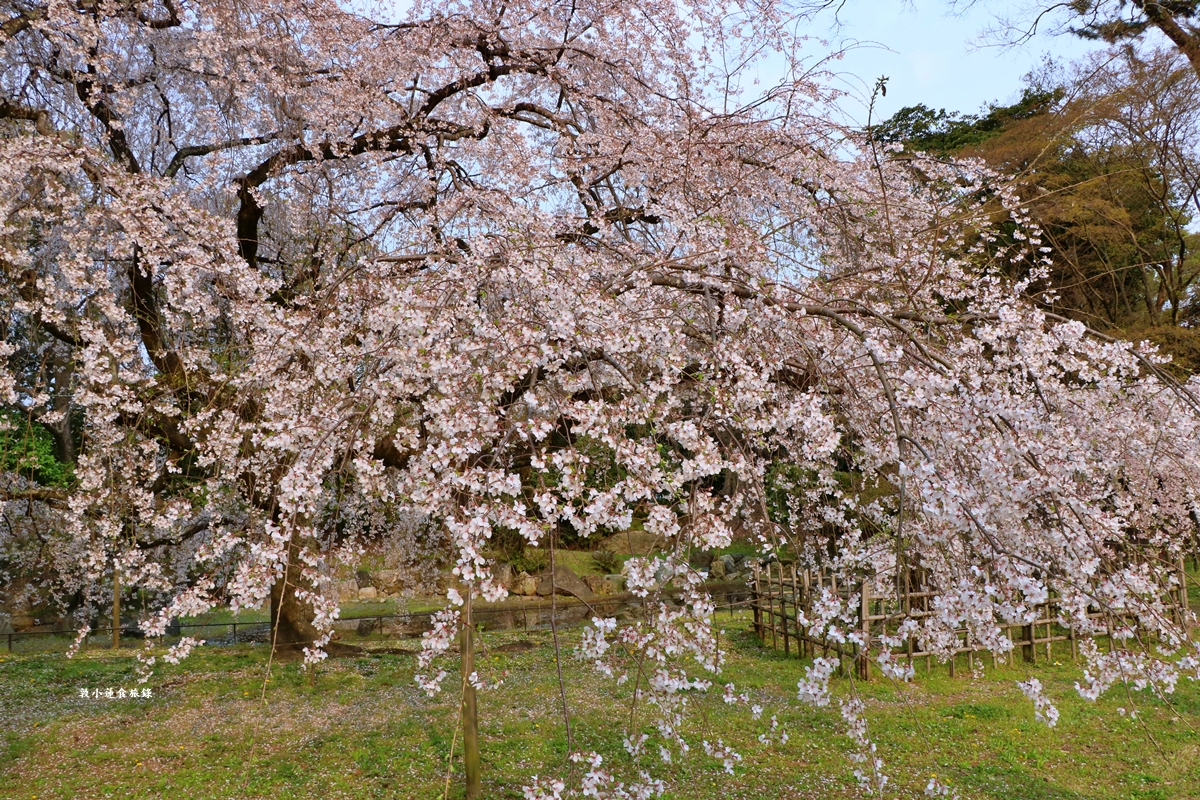【日本京都】京都御苑 ‧天皇御所，歷代500年天皇居住的皇家公園，免費觀園賞櫻、賞楓