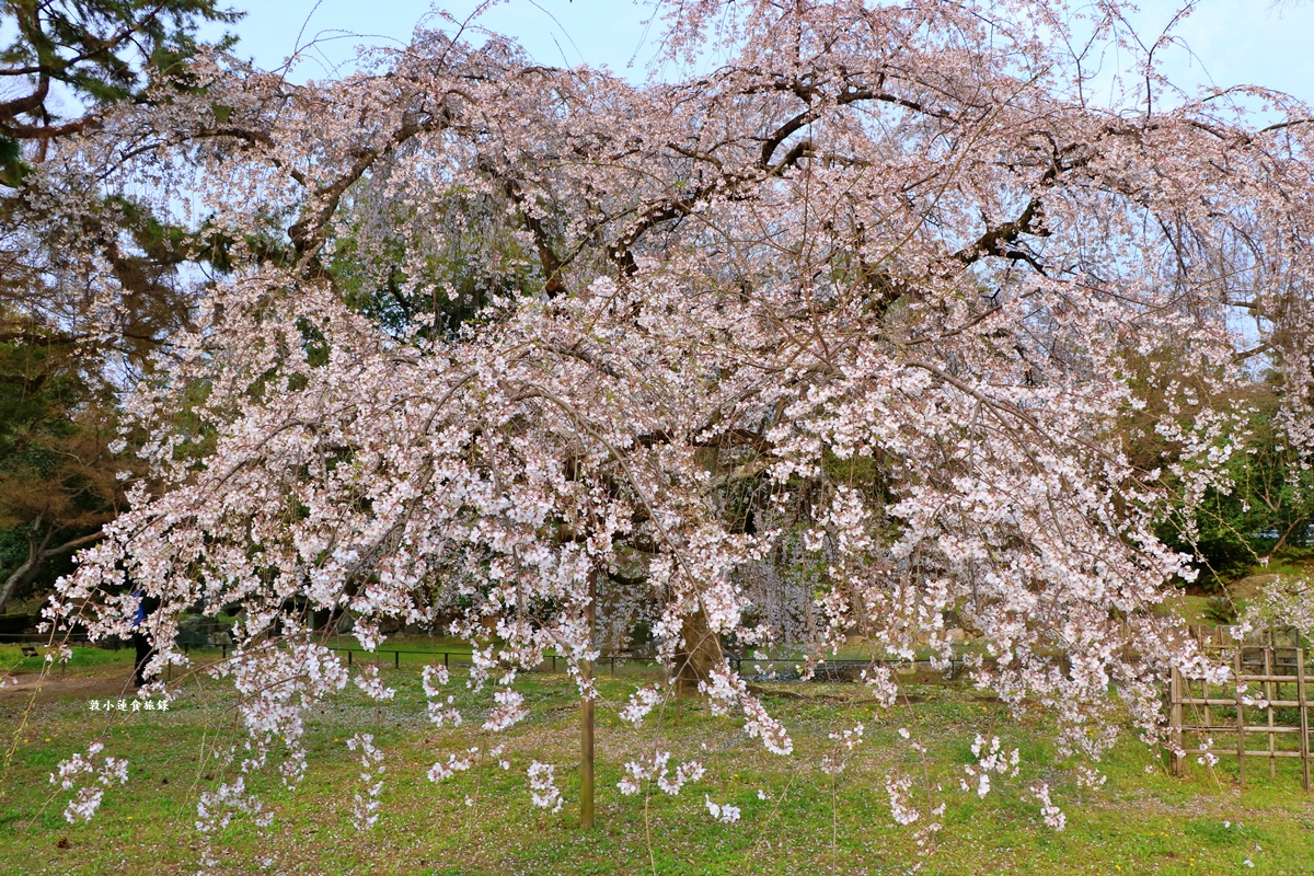 【日本京都】京都御苑 ‧天皇御所，歷代500年天皇居住的皇家公園，免費觀園賞櫻、賞楓