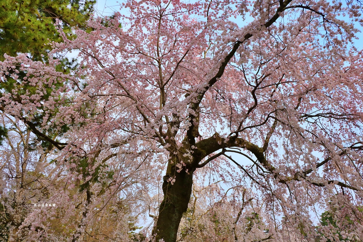 【日本京都】京都御苑 ‧天皇御所，歷代500年天皇居住的皇家公園，免費觀園賞櫻、賞楓