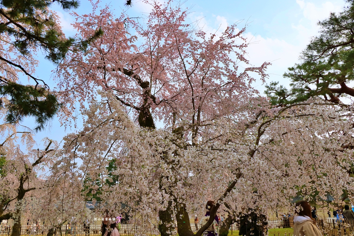 【日本京都】京都御苑 ‧天皇御所，歷代500年天皇居住的皇家公園，免費觀園賞櫻、賞楓