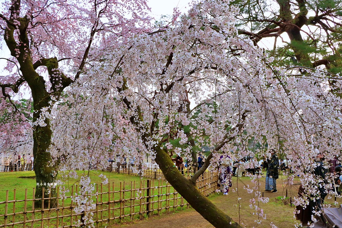 【日本京都】京都御苑 ‧天皇御所，歷代500年天皇居住的皇家公園，免費觀園賞櫻、賞楓