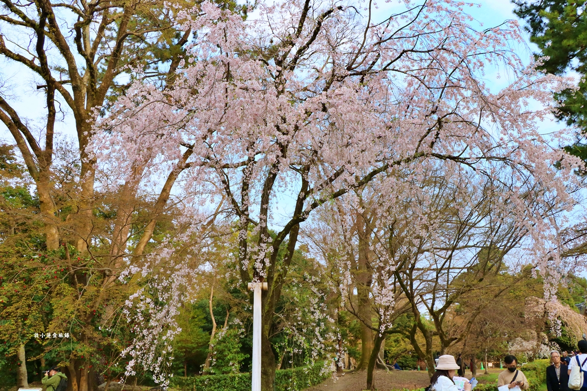 【日本京都】京都御苑 ‧天皇御所，歷代500年天皇居住的皇家公園，免費觀園賞櫻、賞楓