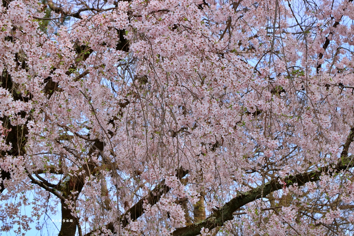 【日本京都】京都御苑 ‧天皇御所，歷代500年天皇居住的皇家公園，免費觀園賞櫻、賞楓