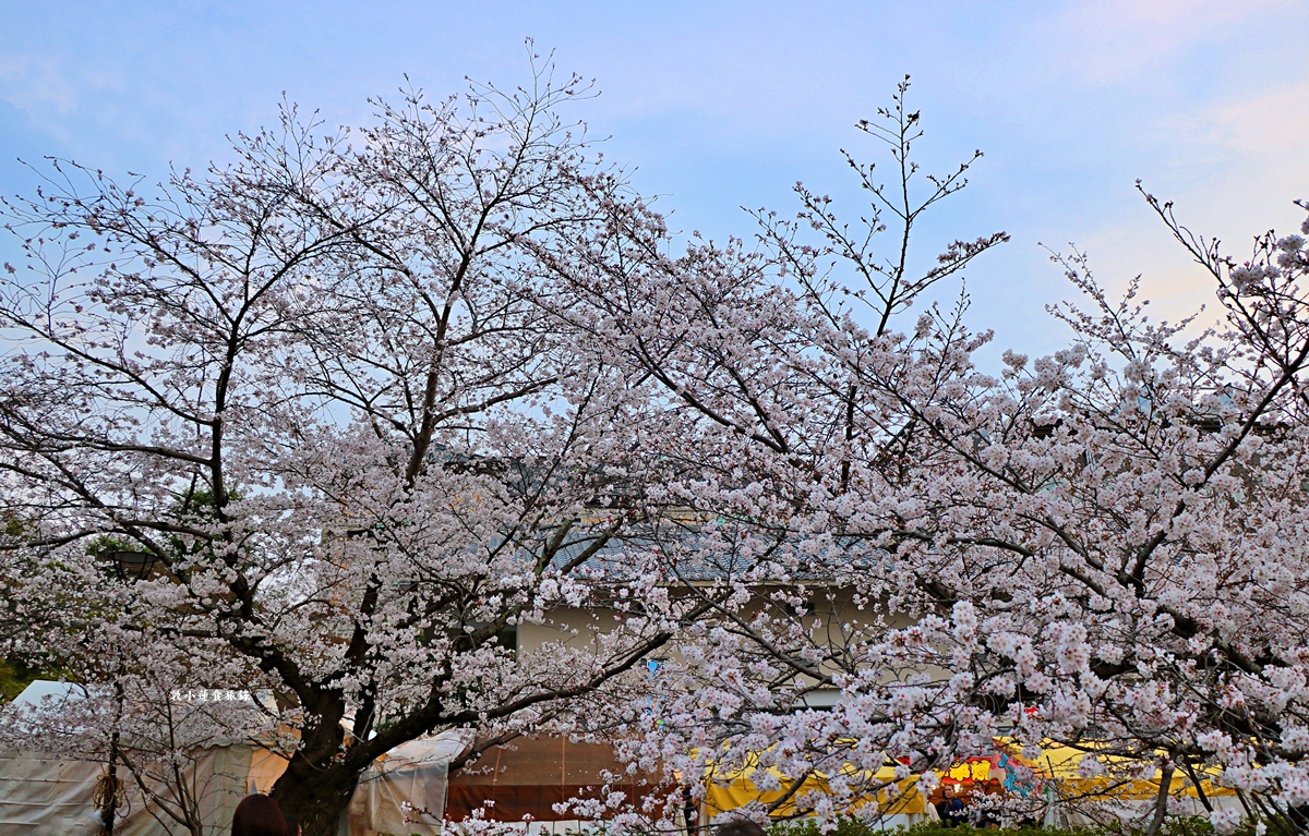 【日本京都】圓山公園‧八坂神社京都夜櫻，京都賞櫻名景之一祇園枝垂櫻