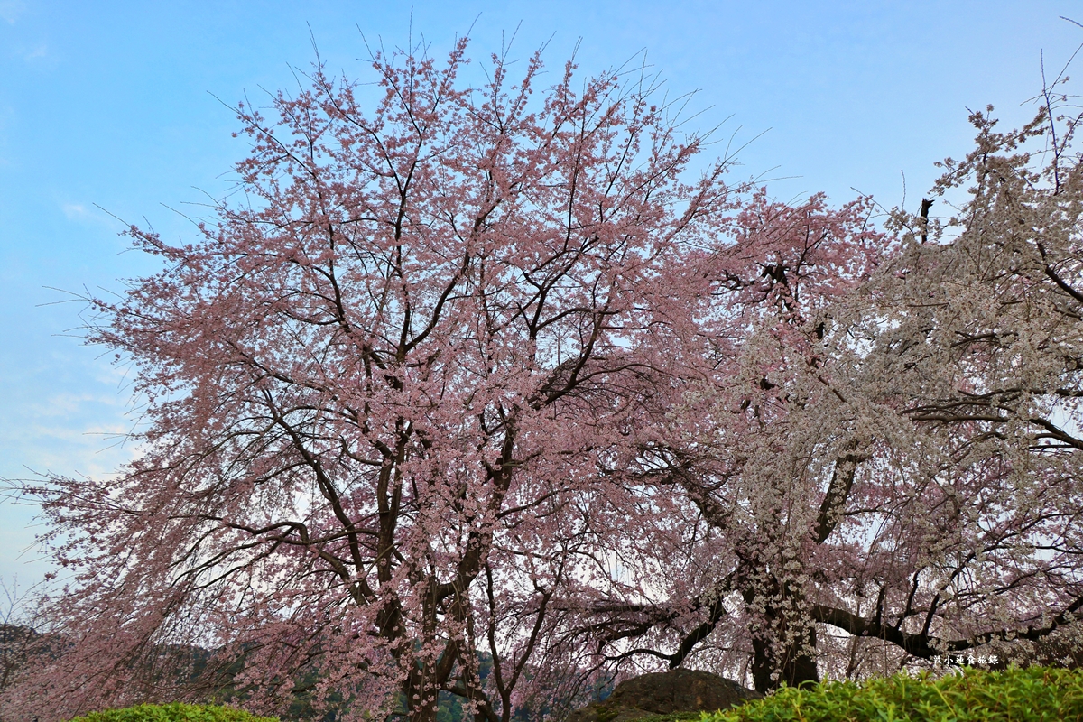 【日本京都】圓山公園‧八坂神社京都夜櫻，京都賞櫻名景之一祇園枝垂櫻