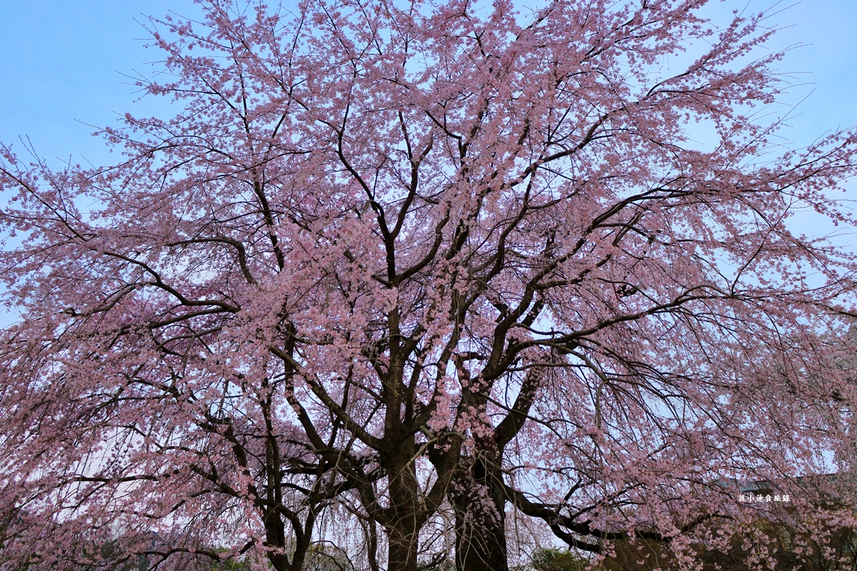 【日本京都】圓山公園‧八坂神社京都夜櫻，京都賞櫻名景之一祇園枝垂櫻
