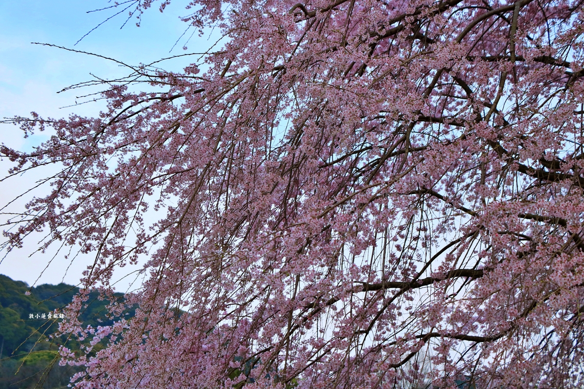 【日本京都】圓山公園‧八坂神社京都夜櫻，京都賞櫻名景之一祇園枝垂櫻