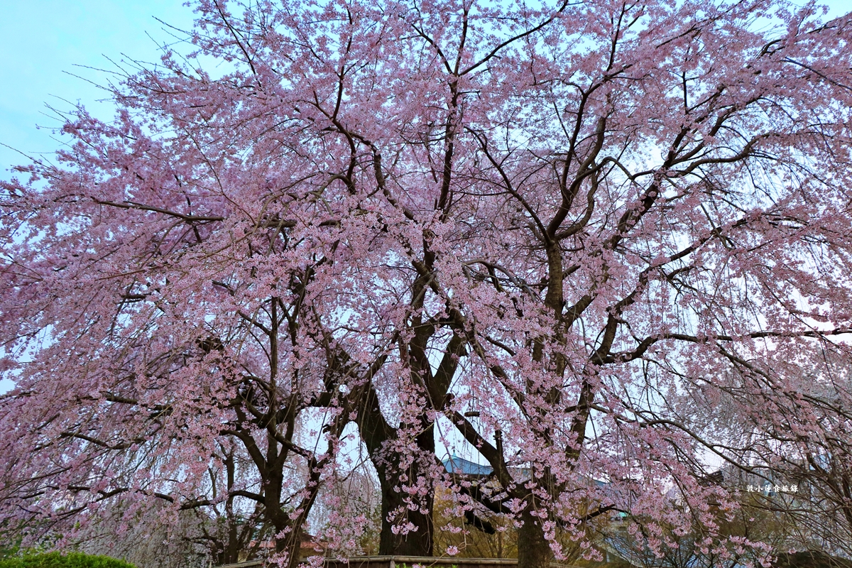 【日本京都】圓山公園‧八坂神社京都夜櫻，京都賞櫻名景之一祇園枝垂櫻