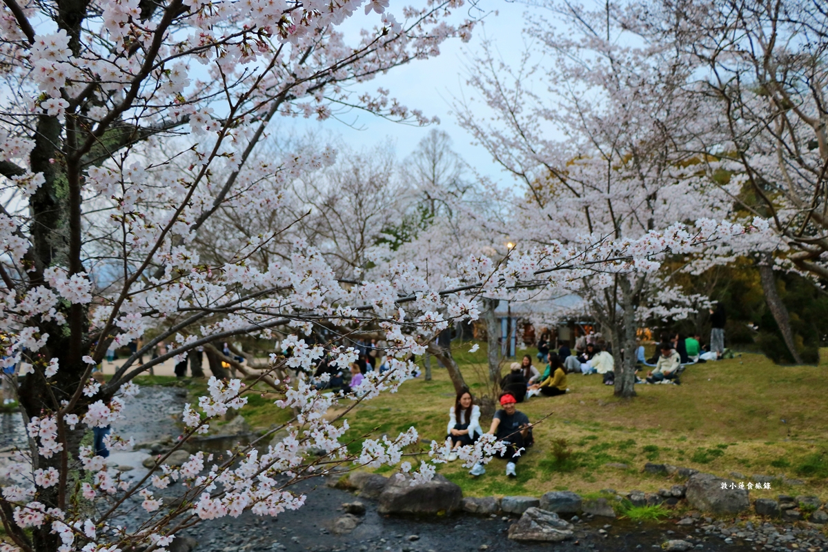 【日本京都】圓山公園‧八坂神社京都夜櫻，京都賞櫻名景之一祇園枝垂櫻