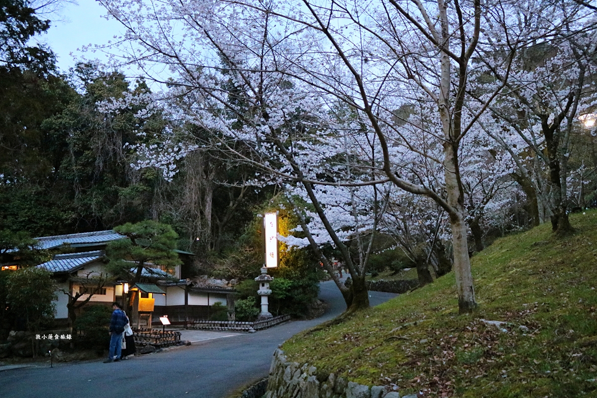 【日本京都】圓山公園‧八坂神社京都夜櫻，京都賞櫻名景之一祇園枝垂櫻