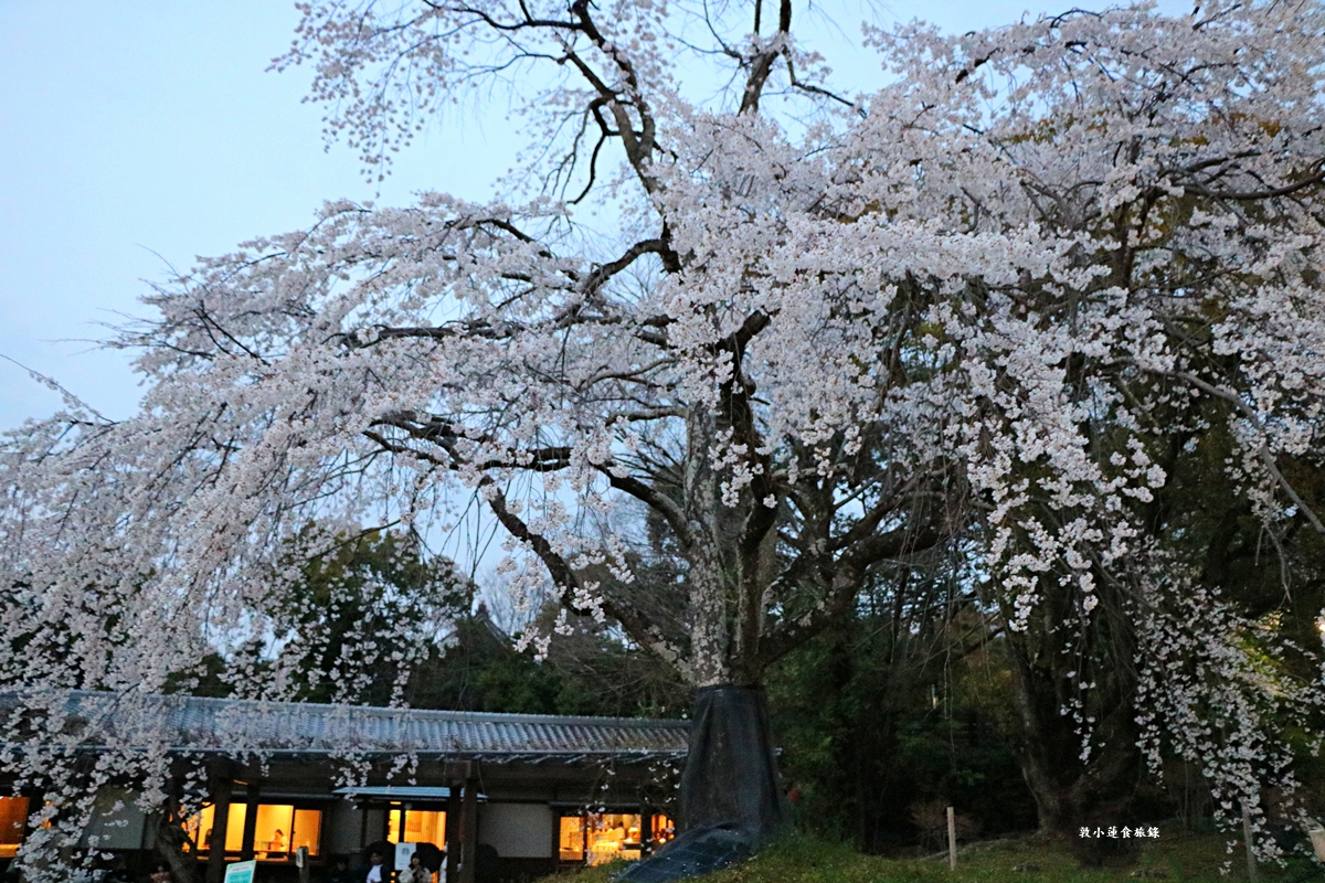 【日本京都】圓山公園‧八坂神社京都夜櫻，京都賞櫻名景之一祇園枝垂櫻