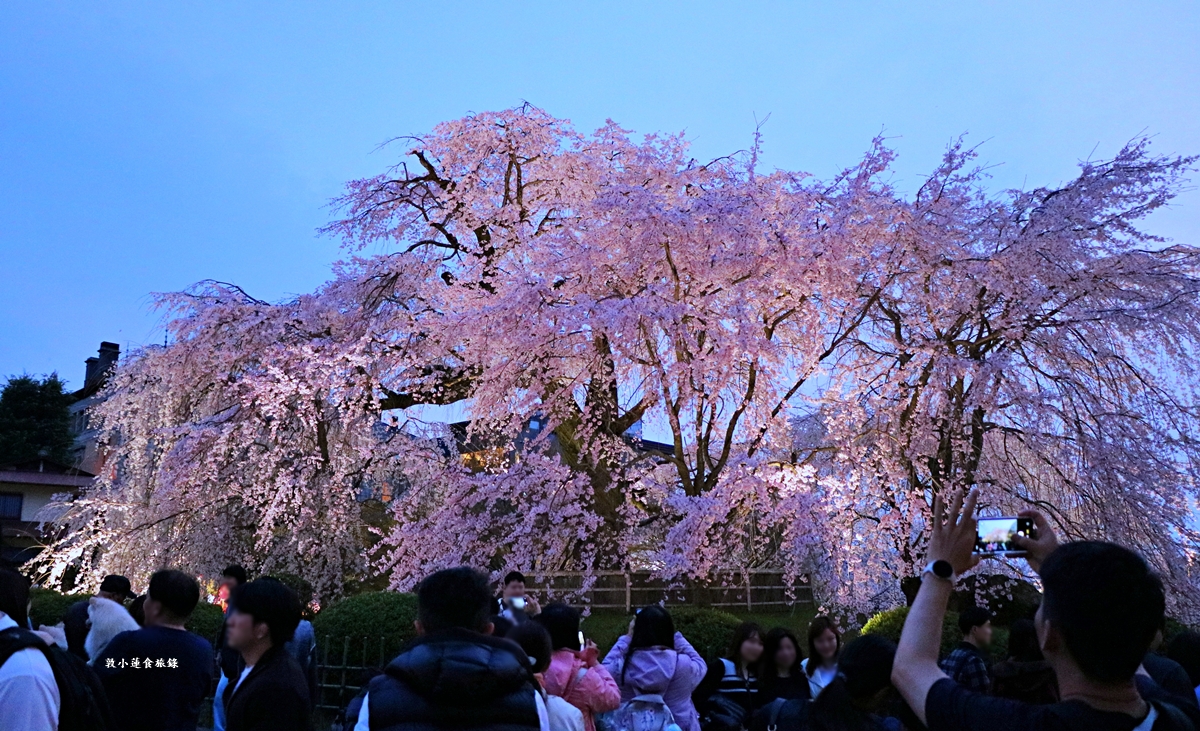 【日本京都】圓山公園‧八坂神社京都夜櫻，京都賞櫻名景之一祇園枝垂櫻