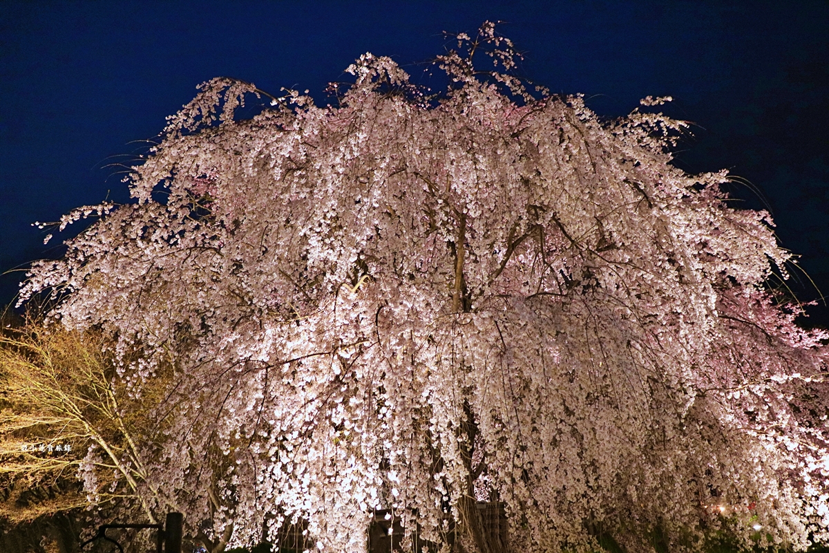 【日本京都】圓山公園‧八坂神社京都夜櫻，京都賞櫻名景之一祇園枝垂櫻