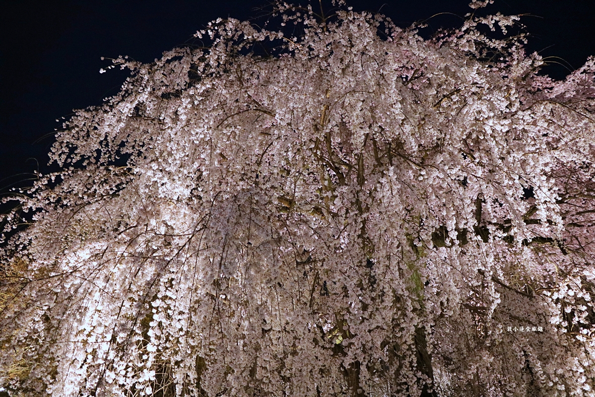 【日本京都】圓山公園‧八坂神社京都夜櫻，京都賞櫻名景之一祇園枝垂櫻