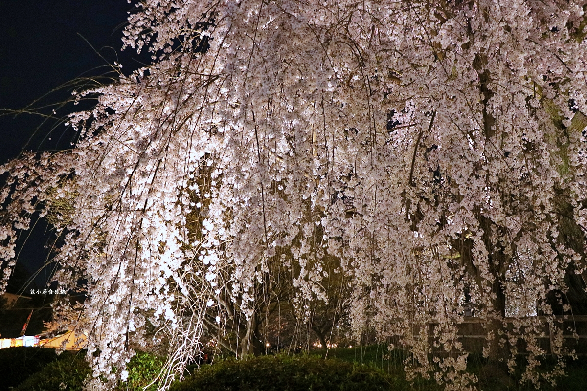【日本京都】圓山公園‧八坂神社京都夜櫻，京都賞櫻名景之一祇園枝垂櫻