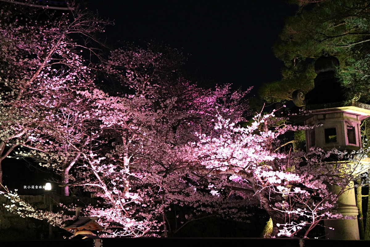 【日本京都】圓山公園‧八坂神社京都夜櫻，京都賞櫻名景之一祇園枝垂櫻