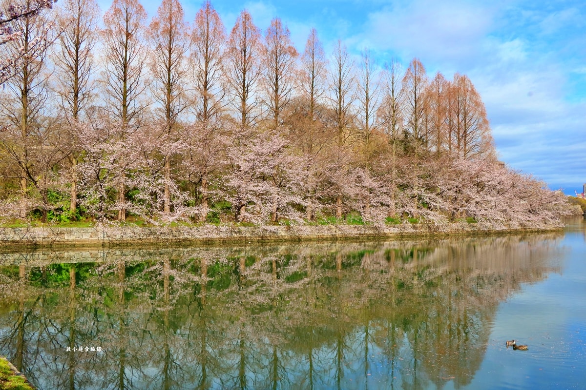 【日本京阪】京阪賞櫻攻略懶人包‧岡山進大阪出，三、四月京阪賞櫻必訪12景點，暢遊京阪櫻花季