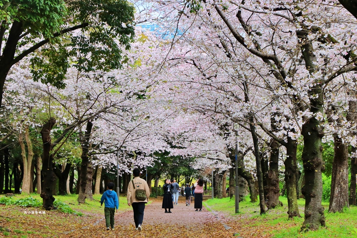 【日本大阪】大阪城‧日本三大名城之一,戰國三傑豐臣秀吉建造,春櫻勝地西之丸庭園,夜間有點燈活動 - 第25張圖 【日本大阪】大阪城‧日本三大名城之一,戰國三傑豐臣秀吉建造,春櫻勝地西之丸庭園,夜間有點燈活動