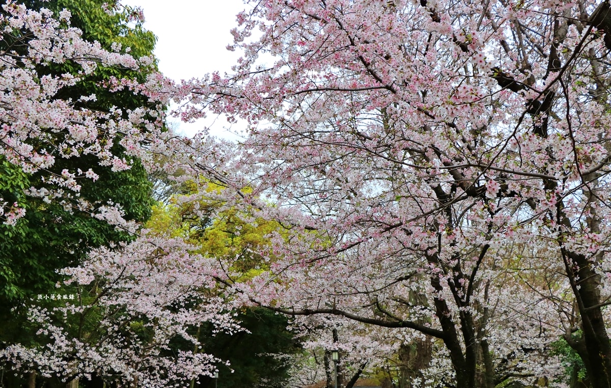 【日本京阪】京阪賞櫻攻略懶人包‧岡山進大阪出，三、四月京阪賞櫻必訪12景點，暢遊京阪櫻花季