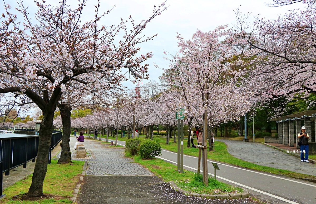 【日本大阪】毛馬櫻之宮公園‧四月櫻花季,4.2公里的櫻花道,4800株櫻花緩慢綻放!! - 第5張圖 【日本大阪】毛馬櫻之宮公園‧四月櫻花季,4.2公里的櫻花道,4800株櫻花緩慢綻放!!