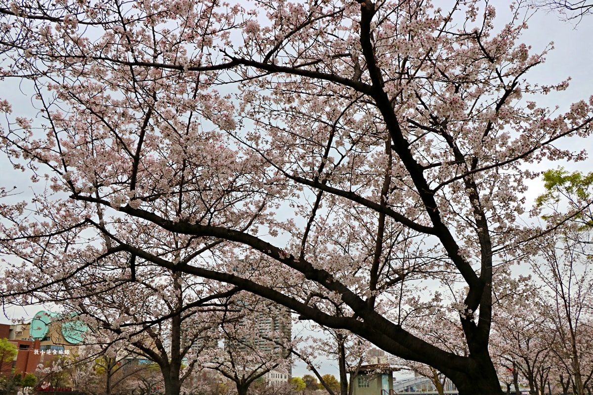 【日本大阪】毛馬櫻之宮公園‧四月櫻花季,4.2公里的櫻花道,4800株櫻花緩慢綻放!! - 第6張圖 【日本大阪】毛馬櫻之宮公園‧四月櫻花季,4.2公里的櫻花道,4800株櫻花緩慢綻放!!