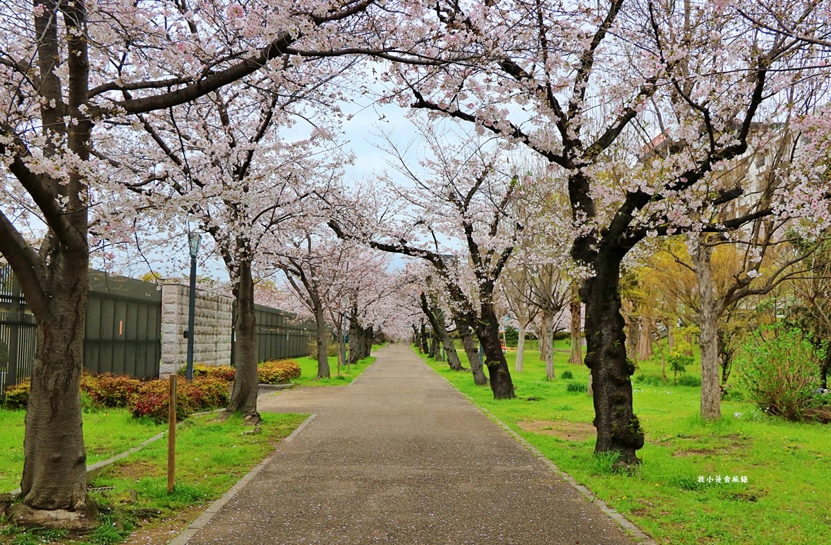 【日本大阪】毛馬櫻之宮公園‧四月櫻花季,4.2公里的櫻花道,4800株櫻花緩慢綻放!! - 第11張圖 【日本大阪】毛馬櫻之宮公園‧四月櫻花季,4.2公里的櫻花道,4800株櫻花緩慢綻放!!