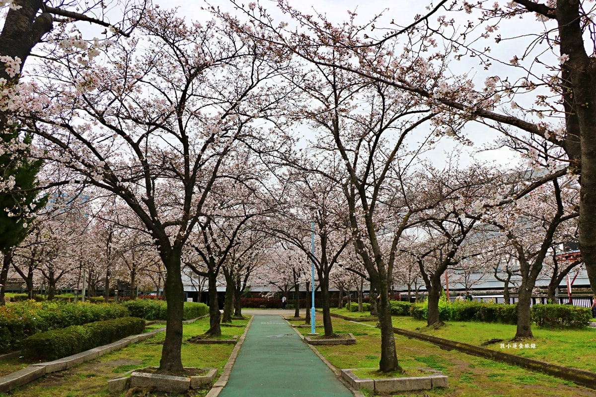【日本大阪】毛馬櫻之宮公園‧四月櫻花季,4.2公里的櫻花道,4800株櫻花緩慢綻放!! - 第12張圖 【日本大阪】毛馬櫻之宮公園‧四月櫻花季,4.2公里的櫻花道,4800株櫻花緩慢綻放!!