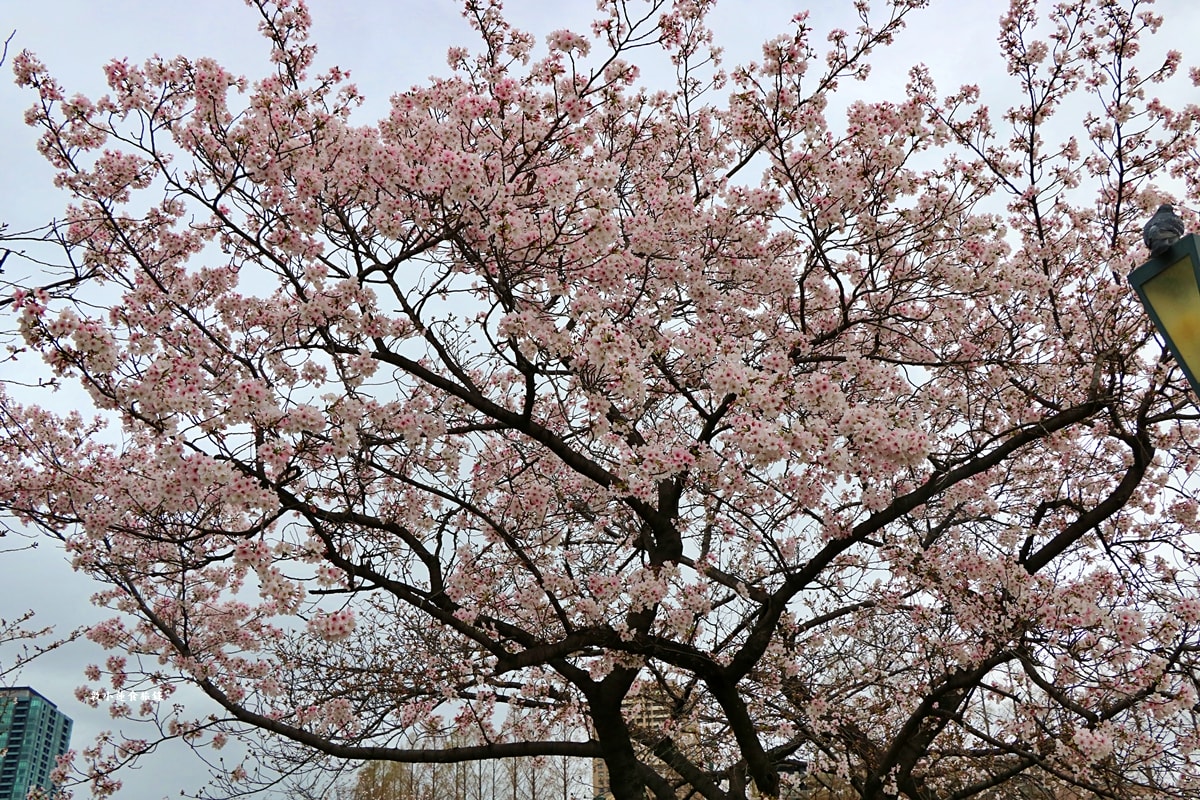 【日本大阪】毛馬櫻之宮公園‧四月櫻花季,4.2公里的櫻花道,4800株櫻花緩慢綻放!! - 第15張圖 【日本大阪】毛馬櫻之宮公園‧四月櫻花季,4.2公里的櫻花道,4800株櫻花緩慢綻放!!