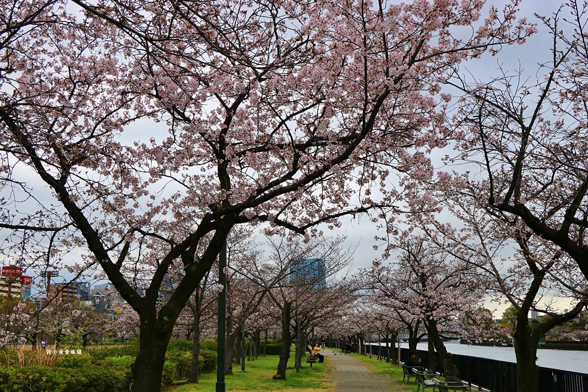 【日本大阪】毛馬櫻之宮公園‧四月櫻花季,4.2公里的櫻花道,4800株櫻花緩慢綻放!! - 第16張圖 【日本大阪】毛馬櫻之宮公園‧四月櫻花季,4.2公里的櫻花道,4800株櫻花緩慢綻放!!