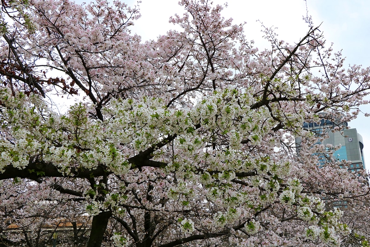 【日本大阪】毛馬櫻之宮公園‧四月櫻花季,4.2公里的櫻花道,4800株櫻花緩慢綻放!! - 第18張圖 【日本大阪】毛馬櫻之宮公園‧四月櫻花季,4.2公里的櫻花道,4800株櫻花緩慢綻放!!