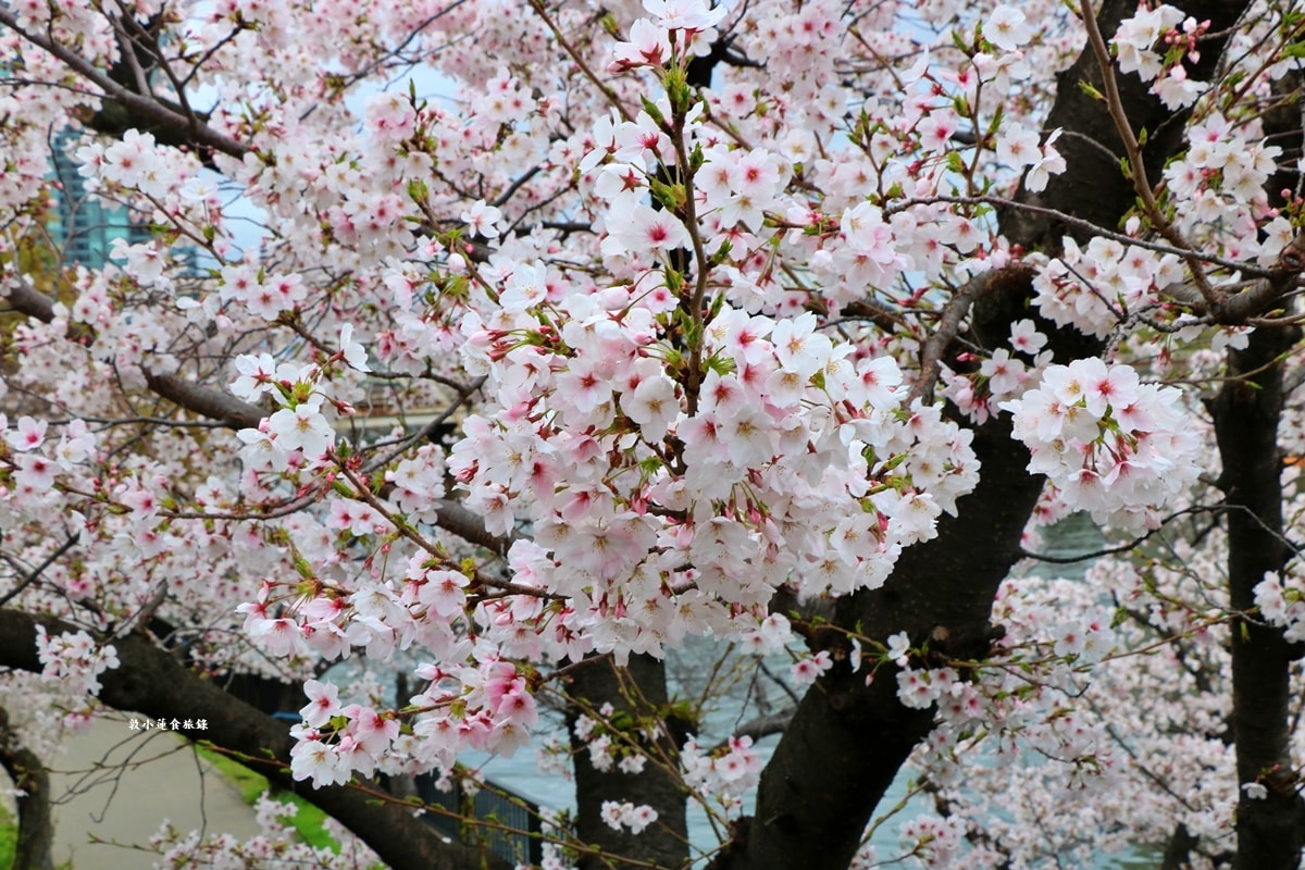 【日本大阪】毛馬櫻之宮公園‧四月櫻花季,4.2公里的櫻花道,4800株櫻花緩慢綻放!! - 第19張圖 【日本大阪】毛馬櫻之宮公園‧四月櫻花季,4.2公里的櫻花道,4800株櫻花緩慢綻放!!