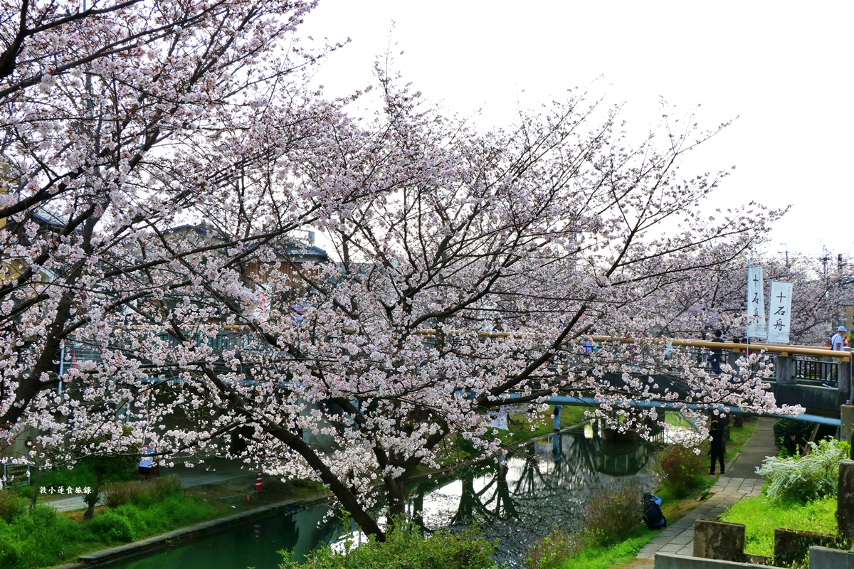【日本京都】伏見十石舟‧最美的櫻花運河,重回江戶時代靜謐賞櫻,春季最具代表性的水上賞櫻 - 第2張圖 【日本京都】伏見十石舟‧最美的櫻花運河,重回江戶時代靜謐賞櫻,春季最具代表性的水上賞櫻